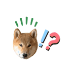 大福の大ちゃん柴犬スタンプ（個別スタンプ：7）