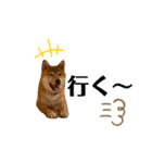 大福の大ちゃん柴犬スタンプ（個別スタンプ：11）
