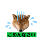 大福の大ちゃん柴犬スタンプ（個別スタンプ：17）