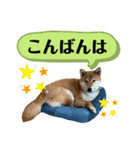 大福の大ちゃん柴犬スタンプ（個別スタンプ：20）