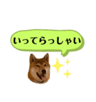 大福の大ちゃん柴犬スタンプ（個別スタンプ：21）