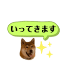 大福の大ちゃん柴犬スタンプ（個別スタンプ：22）