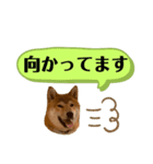 大福の大ちゃん柴犬スタンプ（個別スタンプ：23）