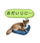 大福の大ちゃん柴犬スタンプ（個別スタンプ：24）