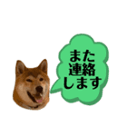 大福の大ちゃん柴犬スタンプ（個別スタンプ：26）