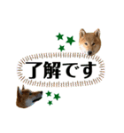 大福の大ちゃん柴犬スタンプ（個別スタンプ：27）
