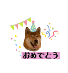 大福の大ちゃん柴犬スタンプ（個別スタンプ：30）
