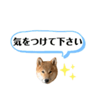 大福の大ちゃん柴犬スタンプ（個別スタンプ：32）
