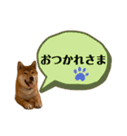 大福の大ちゃん柴犬スタンプ（個別スタンプ：33）