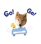 大福の大ちゃん柴犬スタンプ（個別スタンプ：35）