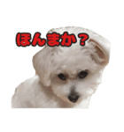 Familyぴぇん（個別スタンプ：7）