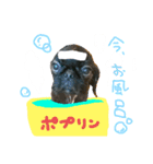 ポプラだよ！（個別スタンプ：12）