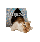 うちの可愛いティナちゃん♡（個別スタンプ：3）