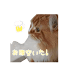 うちの可愛いティナちゃん♡（個別スタンプ：8）