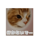 うちの可愛いティナちゃん♡（個別スタンプ：16）