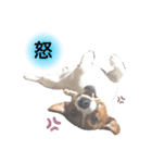ジャックのポピィスタンプ（個別スタンプ：6）