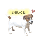 ジャックのポピィスタンプ（個別スタンプ：19）