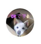 ワンちゃんたち（個別スタンプ：1）