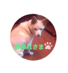 ワンちゃんたち（個別スタンプ：5）