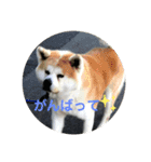 ワンちゃんたち（個別スタンプ：7）