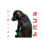 レジレッジのスタンプ②（個別スタンプ：4）