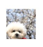 ポポンぬ（季節物）（個別スタンプ：1）