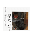 ポポンぬ（季節物）（個別スタンプ：3）
