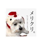 ポポンぬ（季節物）（個別スタンプ：5）