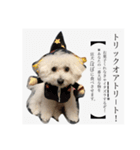 ポポンぬ（季節物）（個別スタンプ：6）