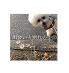 ポポンぬ（季節物）（個別スタンプ：7）