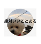 ポポンぬ（季節物）（個別スタンプ：8）