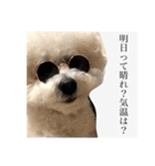 ポポンぬ（季節物）（個別スタンプ：9）
