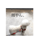 ポポンぬ（季節物）（個別スタンプ：10）