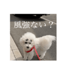 ポポンぬ（季節物）（個別スタンプ：11）