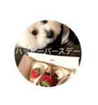 ポポンぬ（季節物）（個別スタンプ：12）