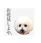 ポポンぬ（季節物）（個別スタンプ：14）