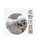 ポポンぬ（季節物）（個別スタンプ：16）