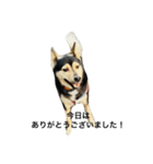 礼儀正しいイケメン犬（個別スタンプ：1）