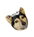 礼儀正しいイケメン犬（個別スタンプ：2）