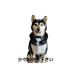 礼儀正しいイケメン犬（個別スタンプ：3）