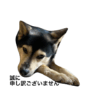 礼儀正しいイケメン犬（個別スタンプ：4）