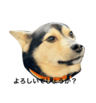 礼儀正しいイケメン犬（個別スタンプ：6）