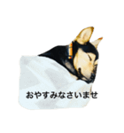 礼儀正しいイケメン犬（個別スタンプ：7）