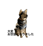 礼儀正しいイケメン犬（個別スタンプ：8）