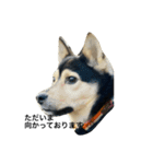 礼儀正しいイケメン犬（個別スタンプ：9）