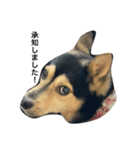 礼儀正しいイケメン犬（個別スタンプ：10）