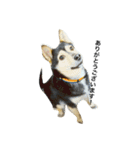 礼儀正しいイケメン犬（個別スタンプ：11）