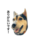 礼儀正しいイケメン犬（個別スタンプ：13）