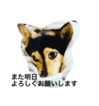 礼儀正しいイケメン犬（個別スタンプ：14）