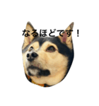 礼儀正しいイケメン犬（個別スタンプ：15）